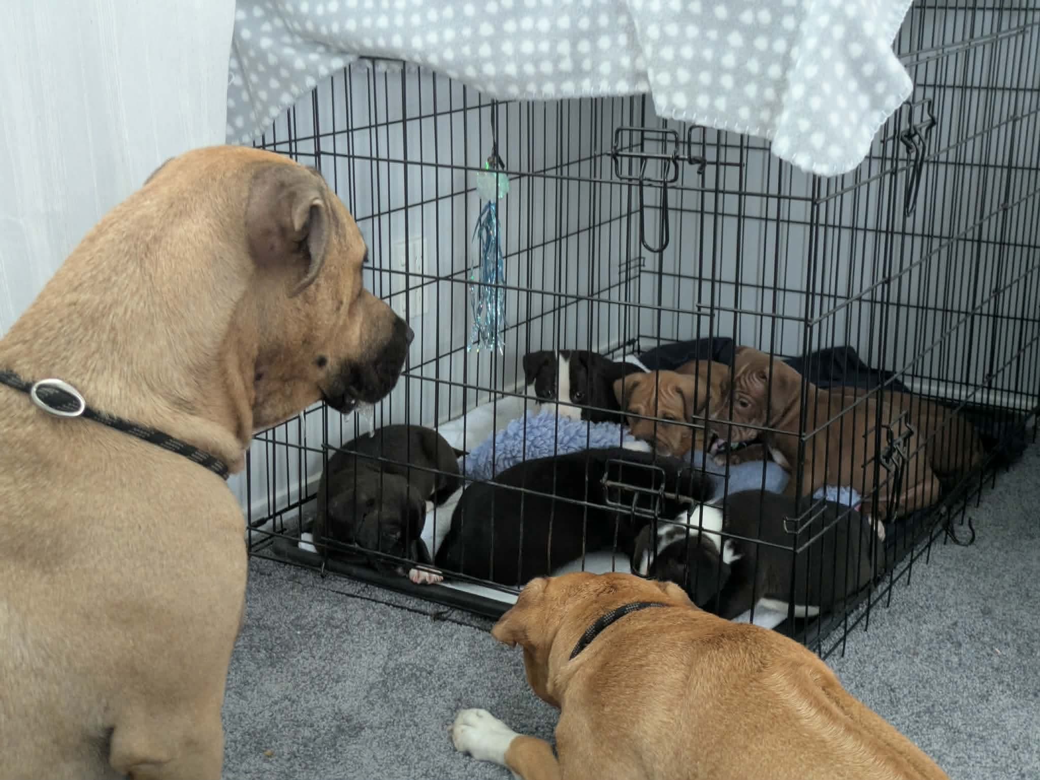 Dogs