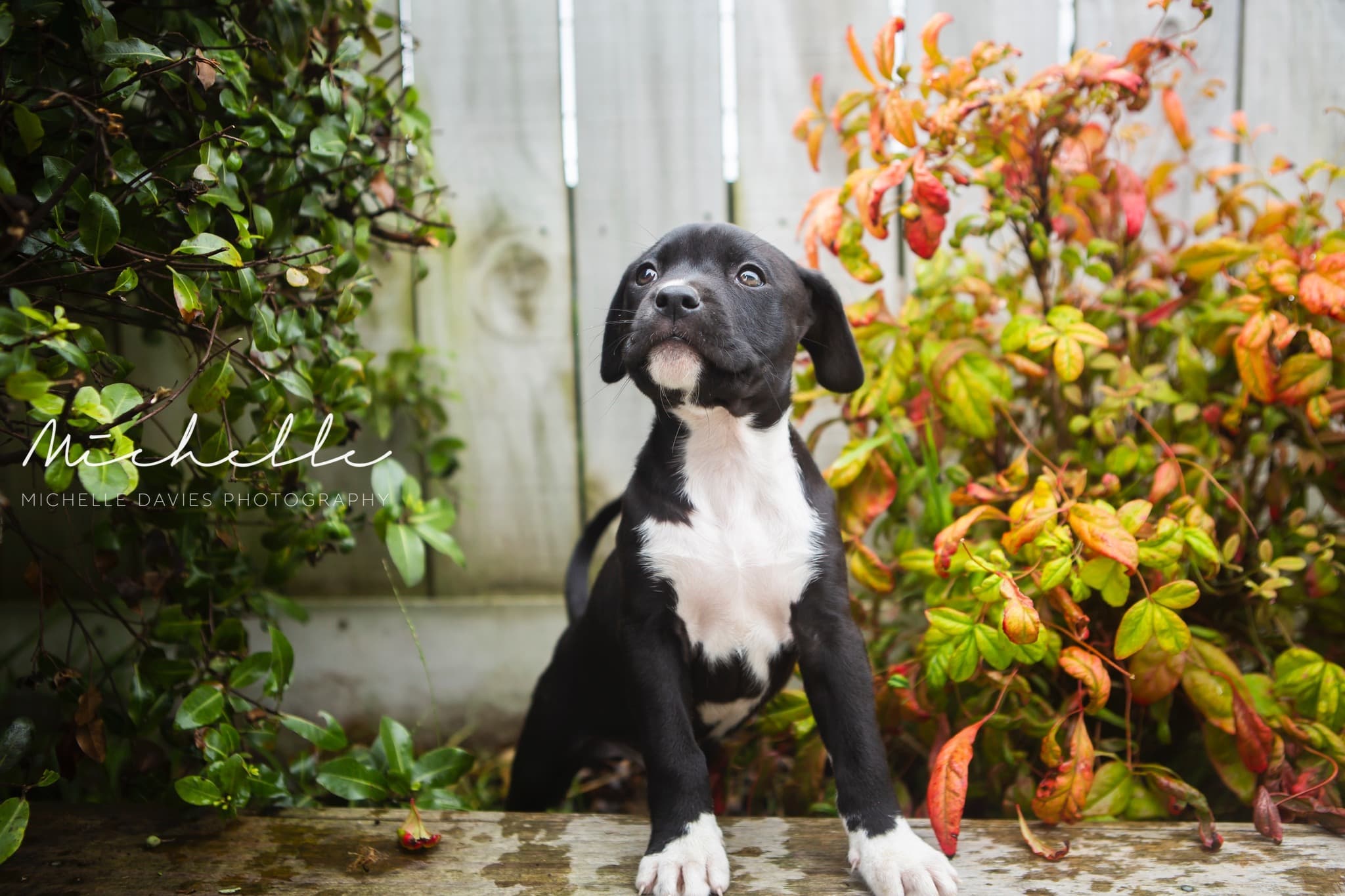 Dog resting calmly