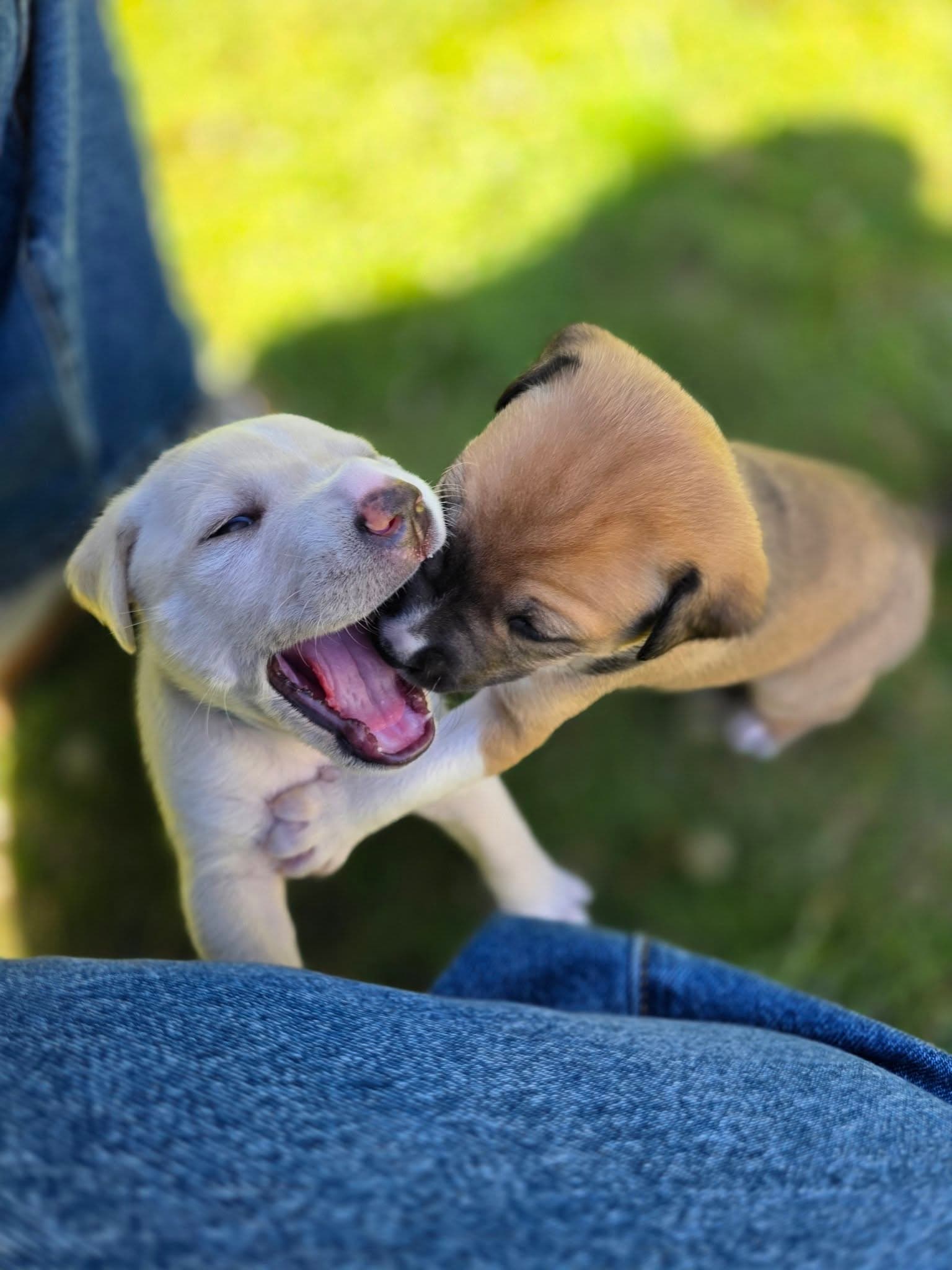 Contact Cheryl - Dog outdoors