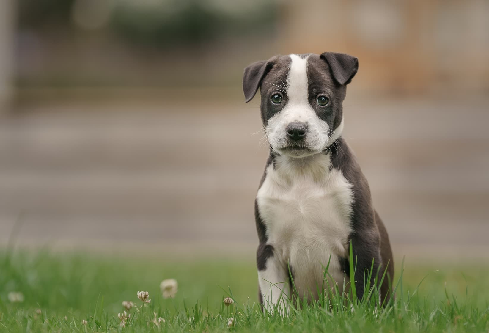 A dog in a peaceful setting