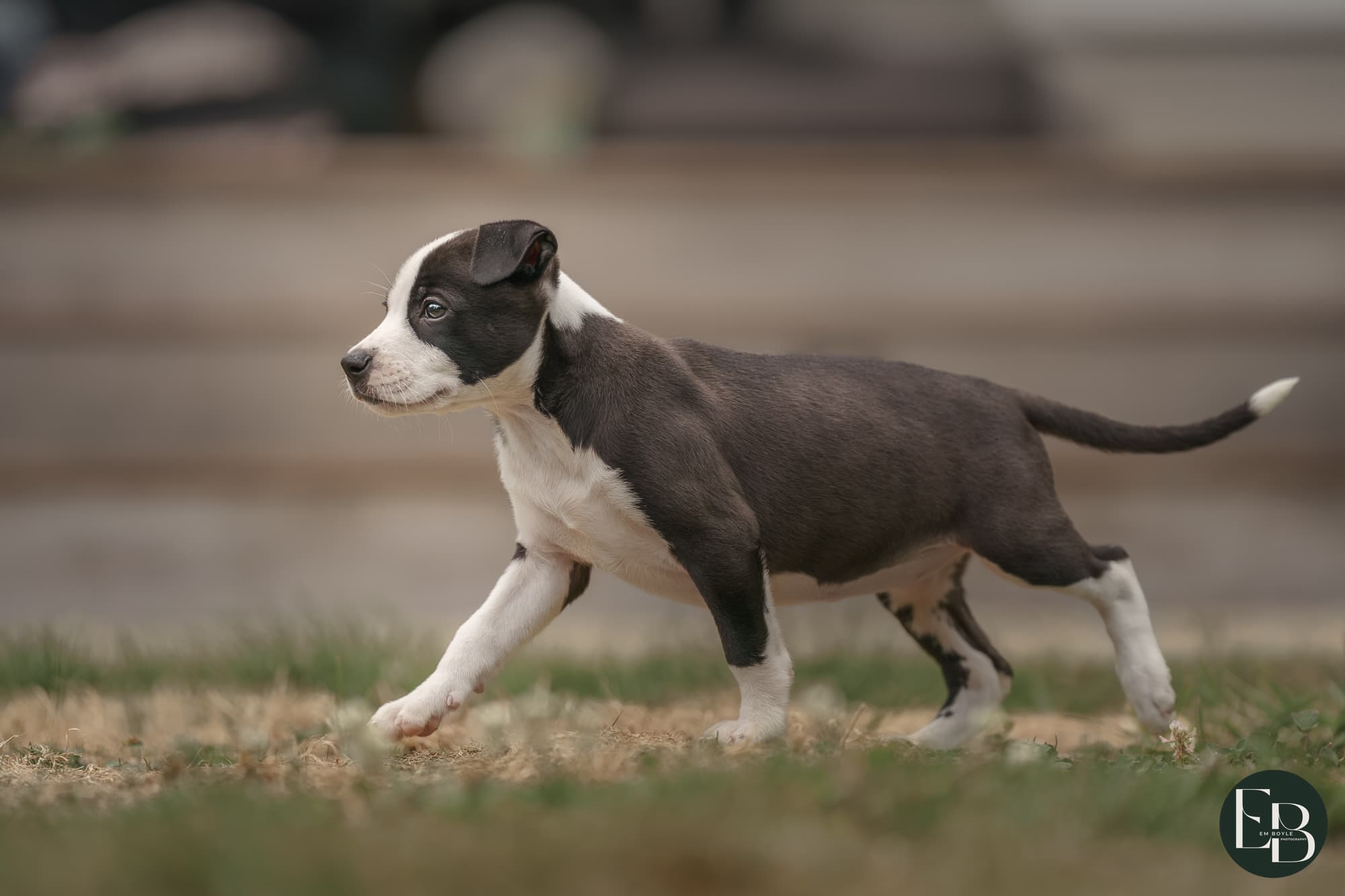 Canine Country Club
