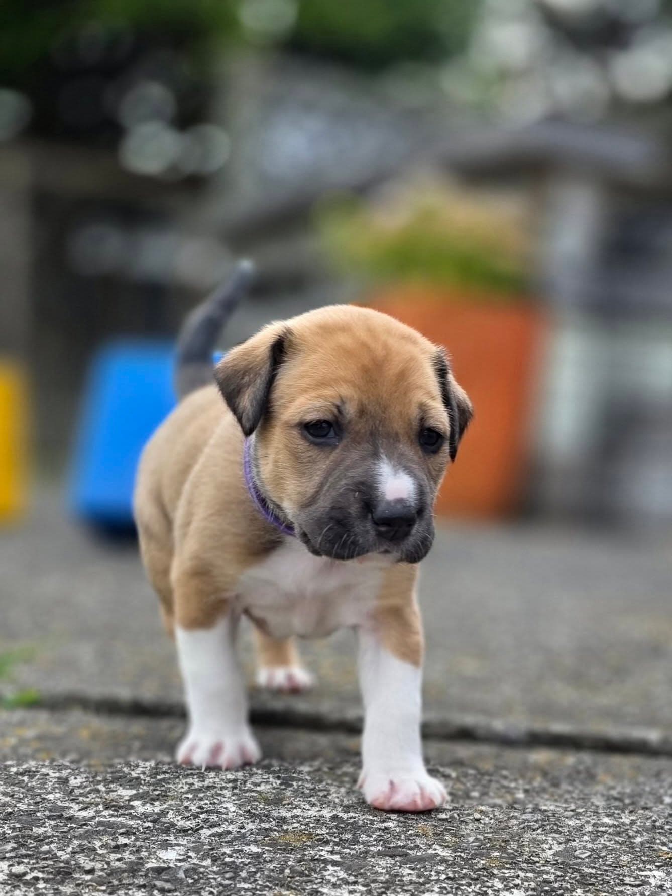 Rescue dog support