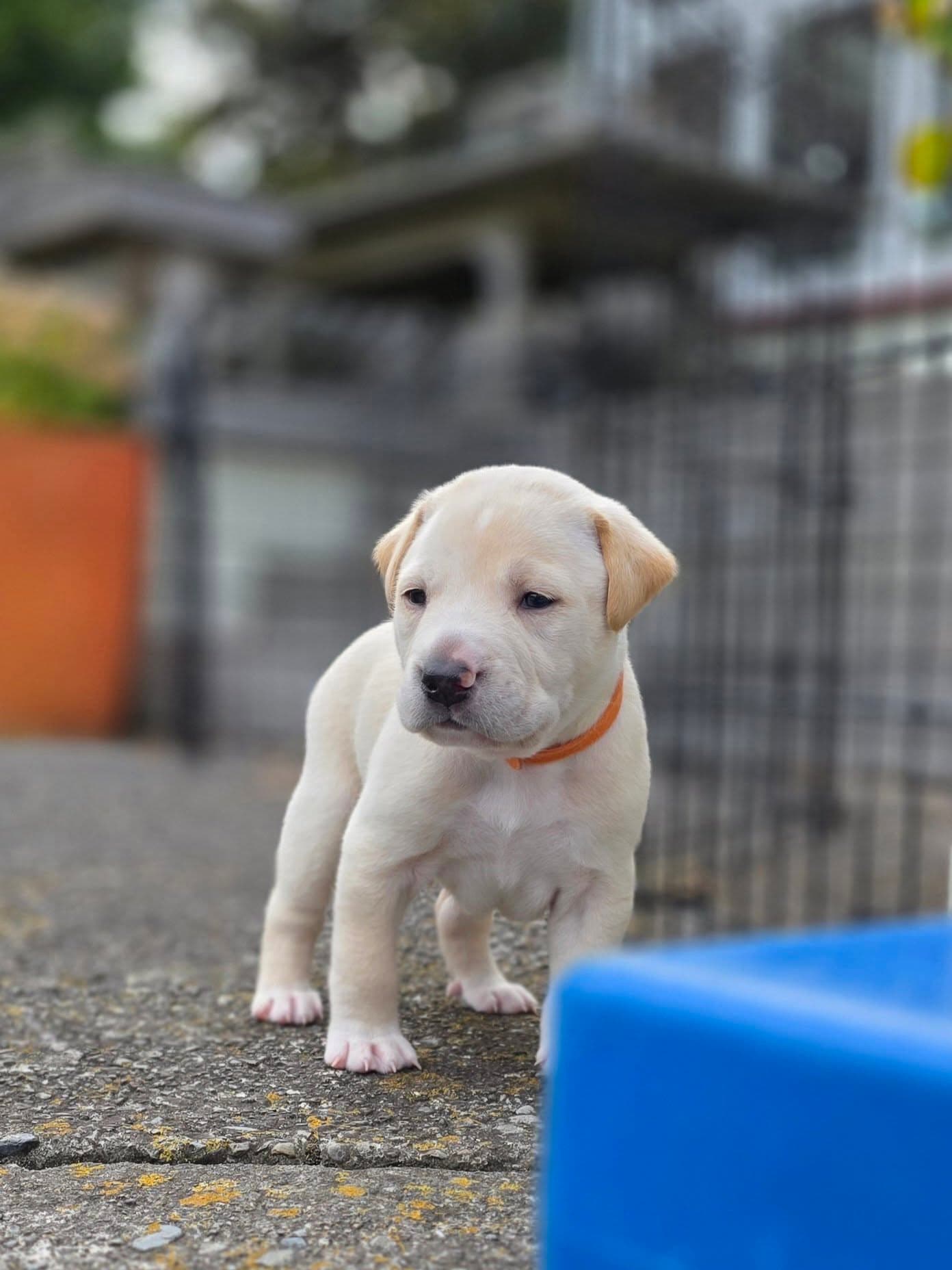 Dog resting calmly